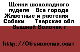 Щенки шоколадного пуделя - Все города Животные и растения » Собаки   . Тверская обл.,Вышний Волочек г.